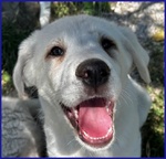 🐶 Altra Razza femmina in adozione a Civitanova Marche (MC) e in tutta Italia da privato