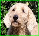 Aldo Dolce Simil Lagottino di Circa 4anni - Foto n. 2