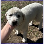 🐶 Altra Razza femmina in adozione a Milano (MI) e in tutta Italia da privato
