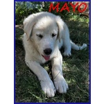 Mayo Dolce Cucciola mix Maremmana Futura tg Mediogrande - Foto n. 3