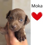 🐶 Altra Razza femmina di 2 mesi in adozione a Latina (LT) e in tutta Italia da associazione animali