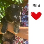 Bibi 3 mesi - mix Pinscher Bassotto Cerca Casa - Foto n. 1