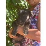 Bibi 3 mesi - mix Pinscher Bassotto Cerca Casa - Foto n. 2