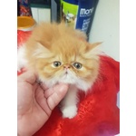 Persiani Exotic Shorthair - Foto n. 1