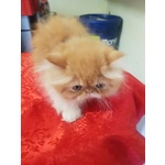 Persiani Exotic Shorthair - Foto n. 2