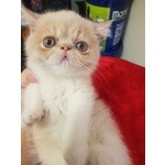 Persiani Exotic Shorthair - Foto n. 3