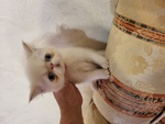 Persiani Exotic Shorthair - Foto n. 4