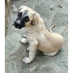 🐶 Altra Razza maschio in adozione a Vidigulfo (PV) da associazione animali