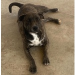 Wendy Dolce Cagnolina 2 anni Cerca casa - Adozione Canile di Latina - Foto n. 2
