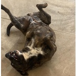 Wendy Dolce Cagnolina 2 anni Cerca casa - Adozione Canile di Latina - Foto n. 4