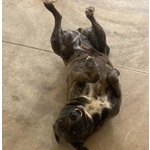 Wendy Dolce Cagnolina 2 anni Cerca casa - Adozione Canile di Latina - Foto n. 5