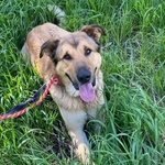 🐶 Altra Razza maschio di 2 anni e 5 mesi in adozione a Latina (LT) e in tutta Italia da associazione animali