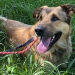 Fulmine Dolce Cagnolone 2 anni e Mezzo Cerca casa - Adozione Canile di Latina - Foto n. 3