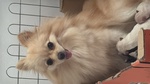 🐶 Volpino Pomerania maschio di 4 settimane (cucciolo) in vendita a Alba Adriatica (TE) da privato