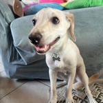 🐶 Altra Razza maschio di 5 mesi in adozione a Latina (LT) e in tutta Italia da associazione animali