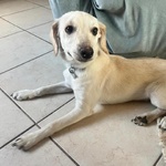 Cucciolo Dolce ed Allegro Cerca Adozione - 6 mesi Taglia Medio Piccola - Foto n. 2
