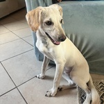 Cucciolo Dolce ed Allegro Cerca Adozione - 6 mesi Taglia Medio Piccola - Foto n. 3