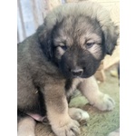 Cuccioli Pastore del Caucaso