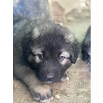 Cuccioli Pastore del Caucaso - Foto n. 2