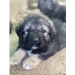 Cuccioli Pastore del Caucaso - Foto n. 3