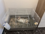 Coniglio con una Gabbia.