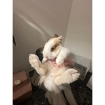 Coniglio con una Gabbia. - Foto n. 2
