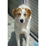 🐶 Altra Razza maschio di 1 anno in adozione a Chioggia (VE) e in tutta Italia da associazione animali