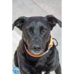 🐶 Altra Razza femmina di 4 anni e 5 mesi in adozione a Chioggia (VE) e in tutta Italia da associazione animali