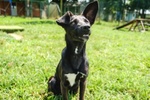 🐶 Altra Razza femmina in adozione a Vidigulfo (PV) da associazione animali