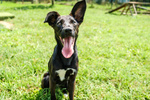 Daisy Cucciola dal Carattere Vivace - Foto n. 2