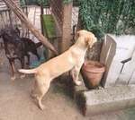 Giango di Circa 7mesi Abbandonato al Cimitero tg Piccola - Foto n. 4