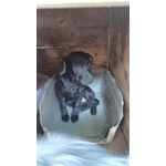 🐶 Altra Razza maschio in adozione a Milano (MI) e in tutta Italia da privato