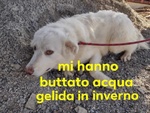 🐶 Altra Razza maschio in adozione a Milano (MI) e in tutta Italia da privato