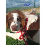 Fox 3anni mix Springerino tg Mediopicc. - Foto n. 2