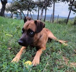 🐶 Altra Razza maschio in adozione a Milano (MI) e in tutta Italia da privato