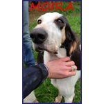 🐶 Segugio femmina in adozione a Milano (MI) e in tutta Italia da privato