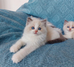 🐱 Ragdoll maschio di 2 mesi in vendita a Imola (BO) e in tutta Italia da privato
