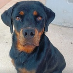 🐶 Altra Razza femmina di 1 anno in adozione a Latina (LT) e in tutta Italia da associazione animali