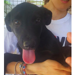 🐶 Altra Razza femmina di 3 mesi in adozione a Latina (LT) e in tutta Italia da associazione animali