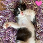 Pois Dolce Gattino 2 mesi Cerca Casa - Foto n. 1