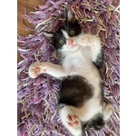 Pois Dolce Gattino 2 mesi Cerca Casa - Foto n. 2
