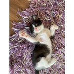 Pois Dolce Gattino 2 mesi Cerca Casa - Foto n. 3