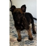 🐶 Pastore Belga femmina di 2 mesi in adozione a Latina (LT) e in tutta Italia da associazione animali