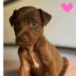 🐶 Altra Razza femmina di 2 mesi in adozione a Latina (LT) e in tutta Italia da associazione animali