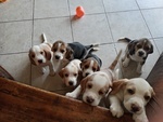 🐶 Beagle di 2 mesi in vendita a L'Aquila (AQ) da privato