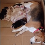 6 Cuccioli di Beagle VI Aspettano - Foto n. 3