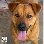 🐶 Altra Razza femmina di 2 anni e 1 mese in adozione a Latina (LT) e in tutta Italia da associazione animali