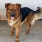 🐶 Altra Razza maschio di 4 anni in adozione a Latina (LT) e in tutta Italia da associazione animali