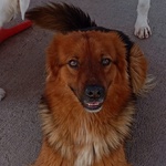 Whisky Dolce Cagnolino 4 anni Cerca Casa - Foto n. 5