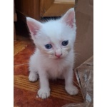 🐱 Altra Razza maschio di 2 mesi in adozione a Latina (LT) e in tutta Italia da associazione animali